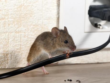 Mouse Chewing On Electrical Wire Mouse Chewing On Electrical Wire