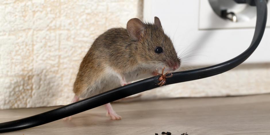 Mouse Chewing On Electrical Wire Mouse Chewing On Electrical Wire