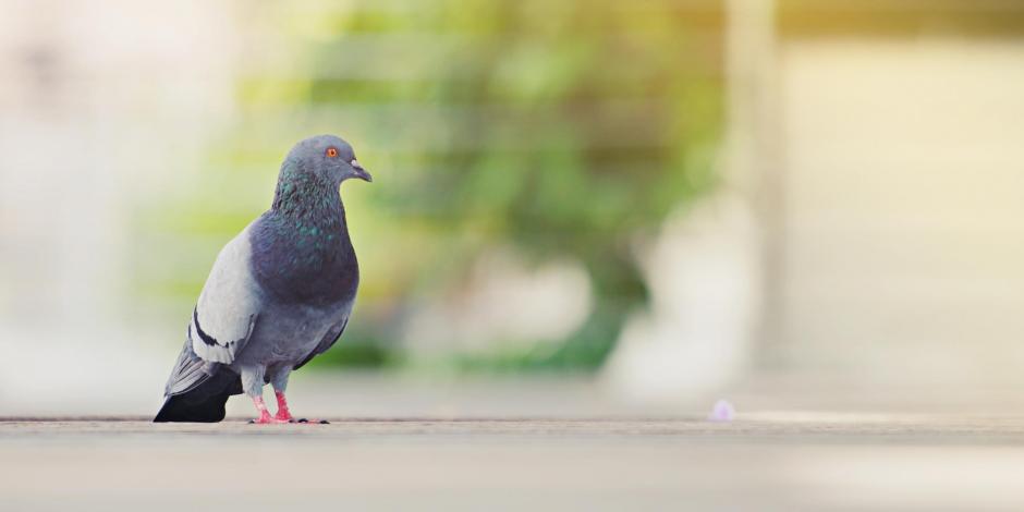 Pigeon on ground Pigeon on ground