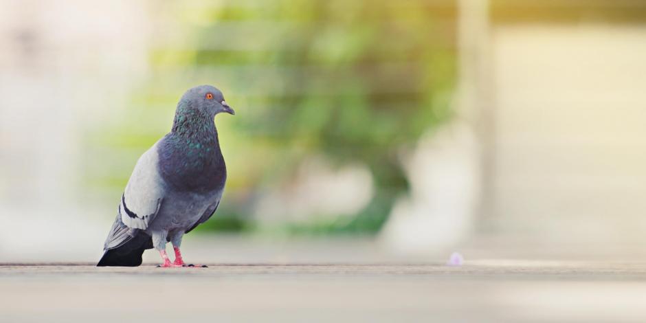 Pigeon on ground